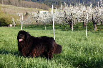 Sally in the Apple Tree
