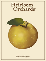Golden Russet
