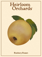 Roxbury Russet