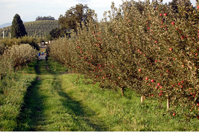 Bulk Organic & Biodynamic Mixed Heirloom Apples, 3 lb, Mt. Hood Organic  Farms