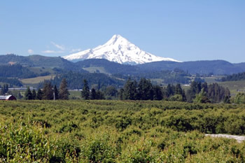 Mt. Hood in June